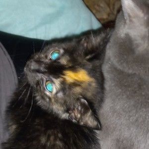 Meet your Posher, Clementine